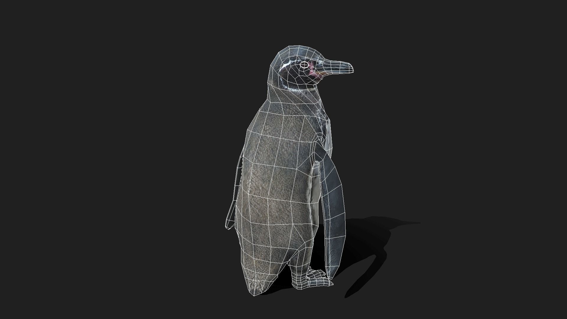 Galapagos Penguin - Animated Low-poly 3D model_6