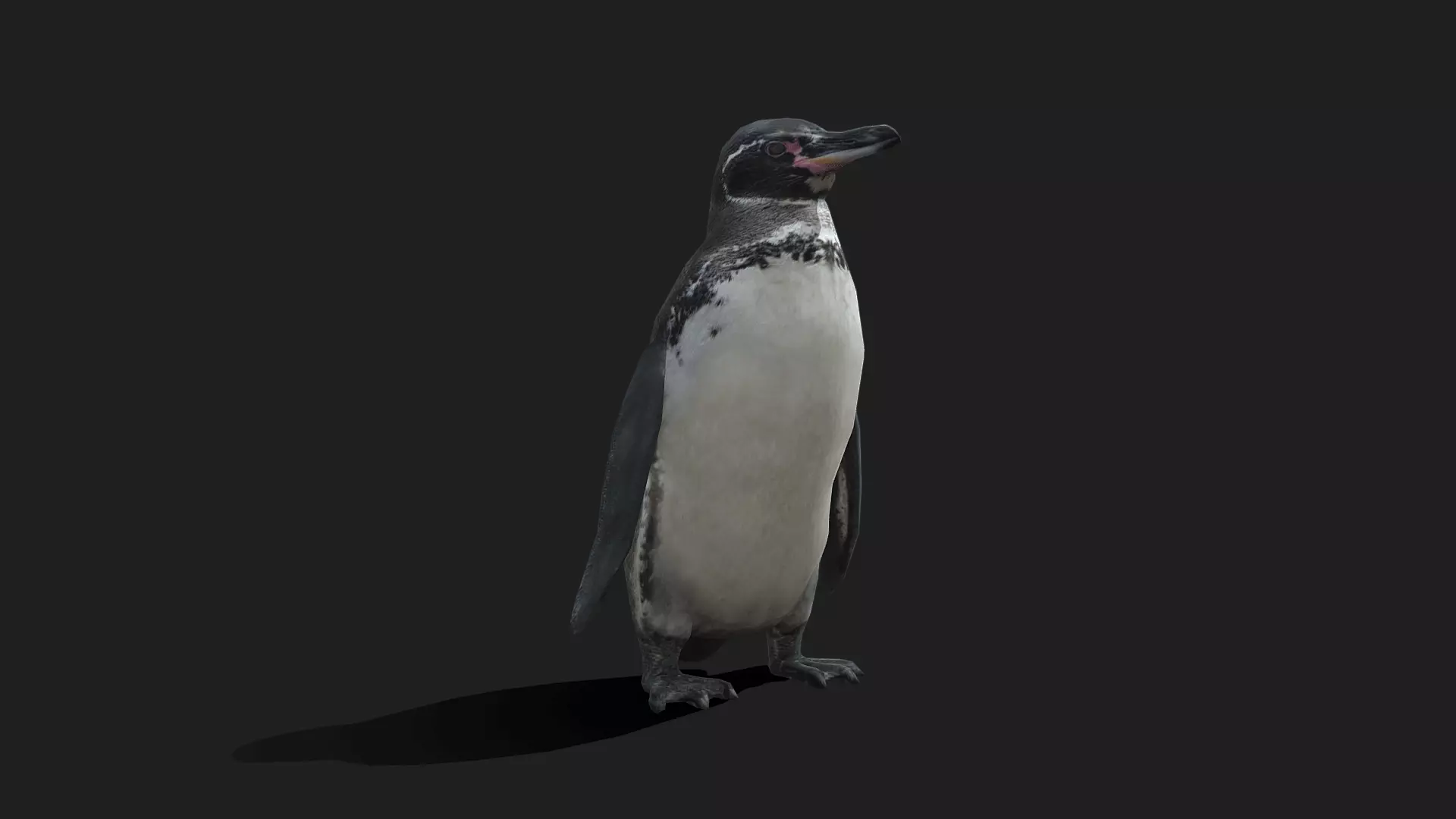 Galapagos Penguin - Animated Low-poly 3D model_0