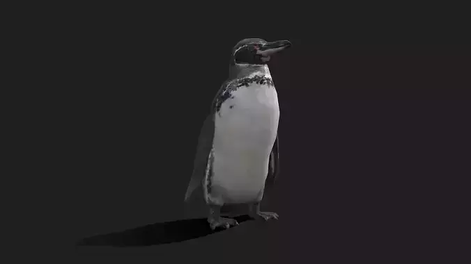 Galapagos Penguin - Animated Low-poly 3D model