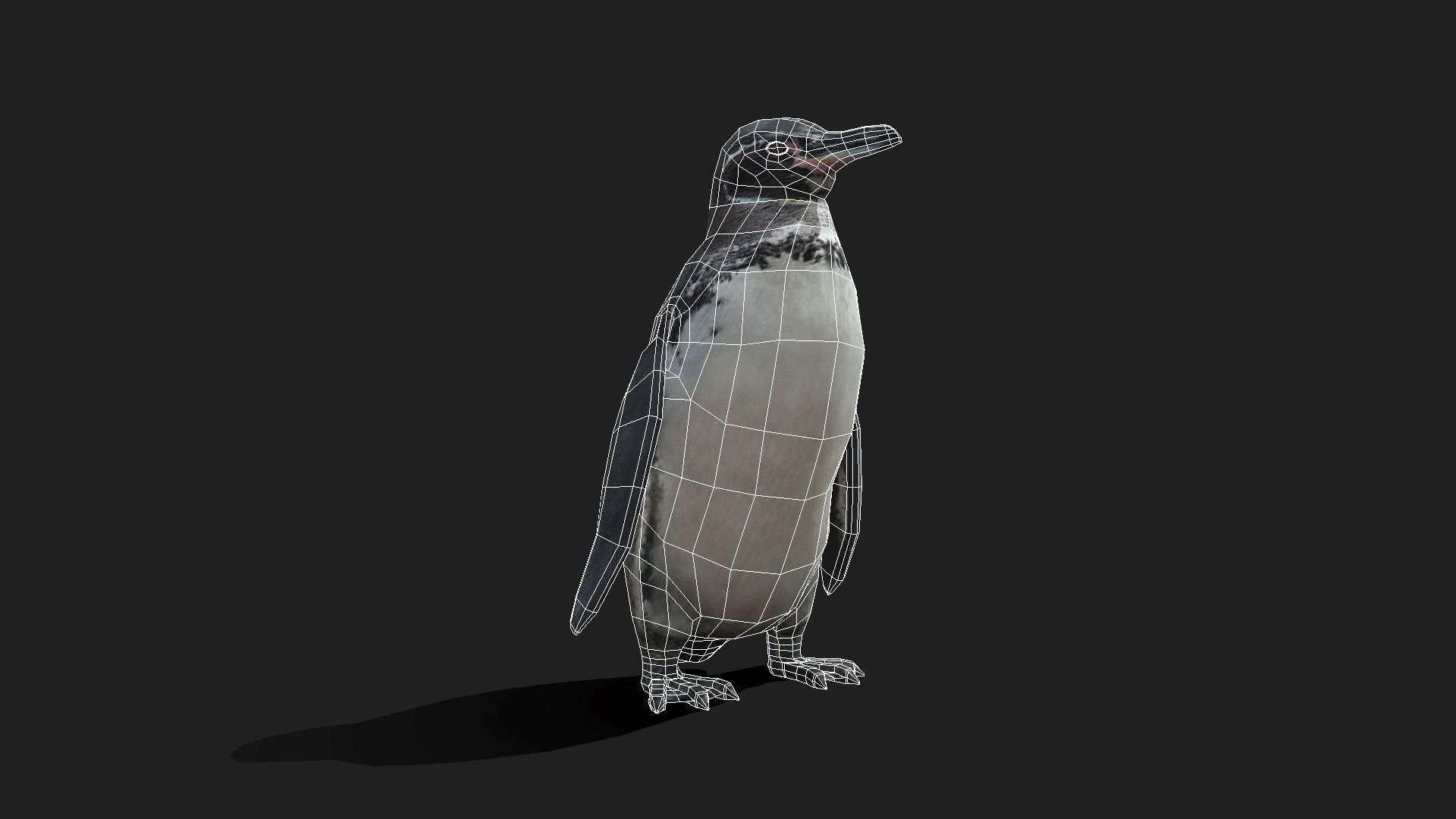Galapagos Penguin - Animated Low-poly 3D model_2