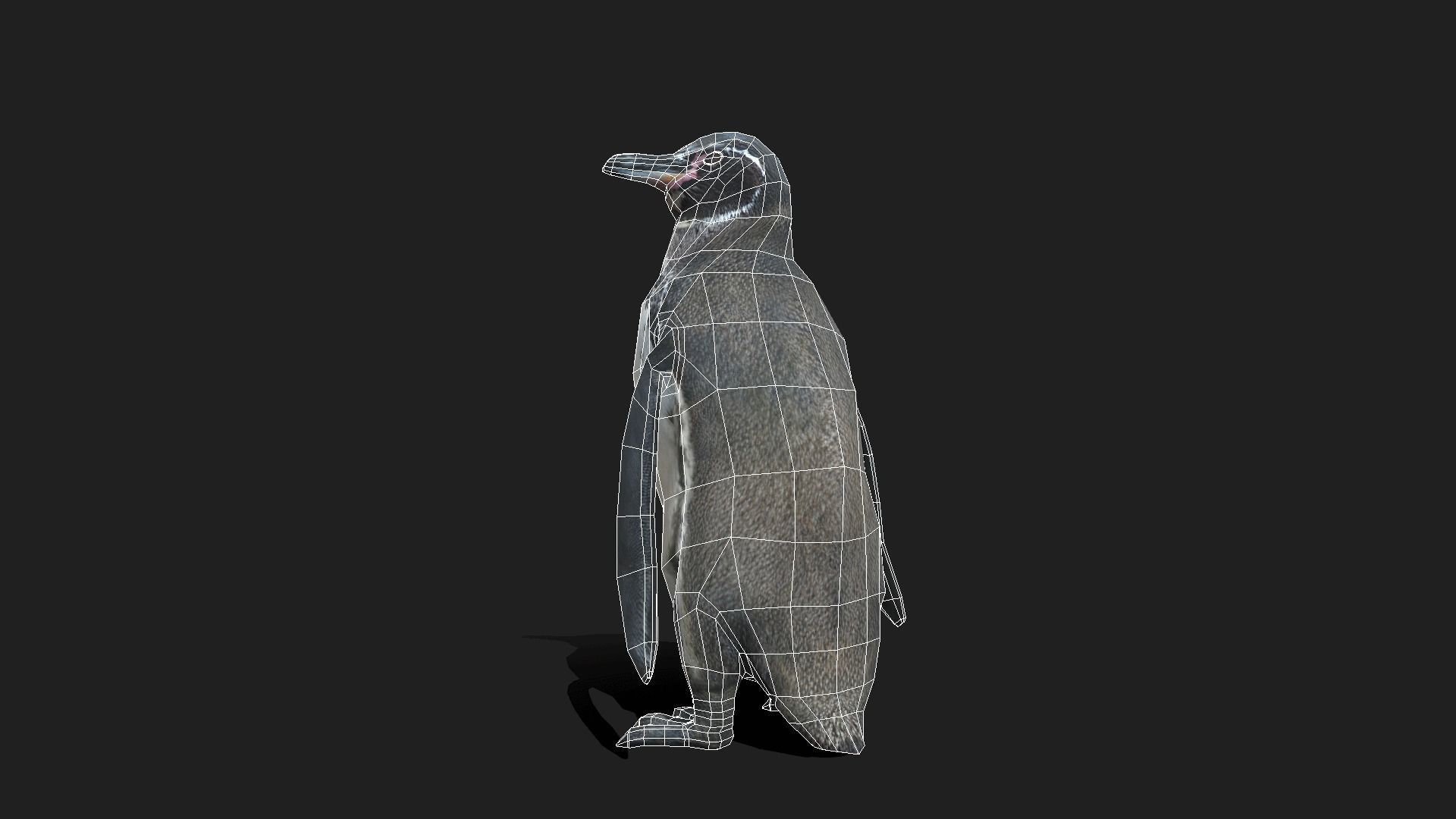 Galapagos Penguin - Animated Low-poly 3D model_8