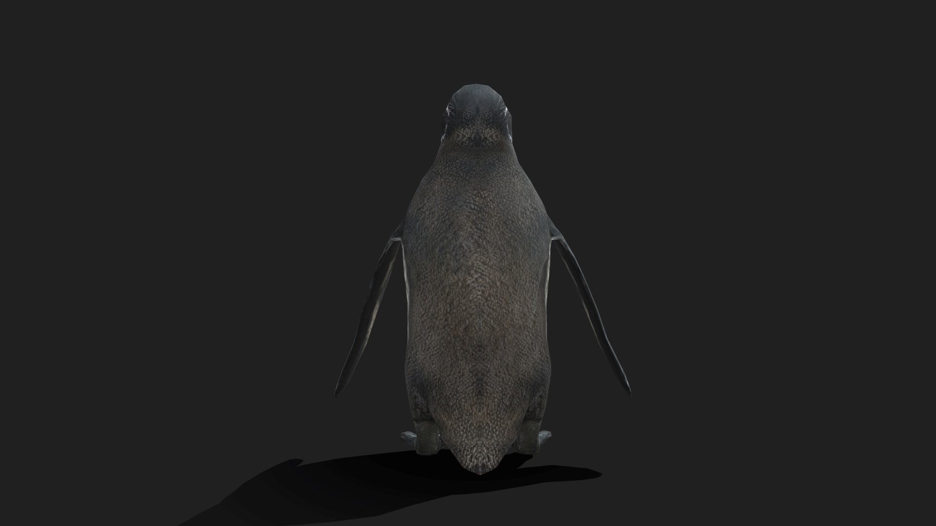 Galapagos Penguin - Animated Low-poly 3D model_17