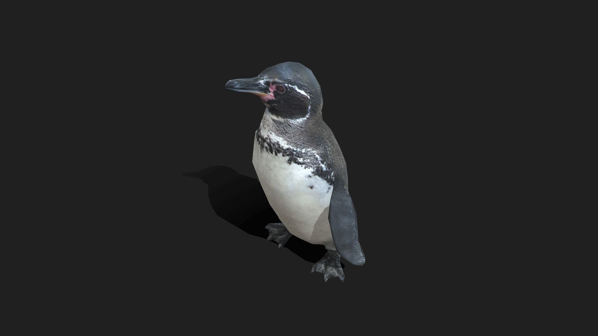 Galapagos Penguin - Animated Low-poly 3D model_13
