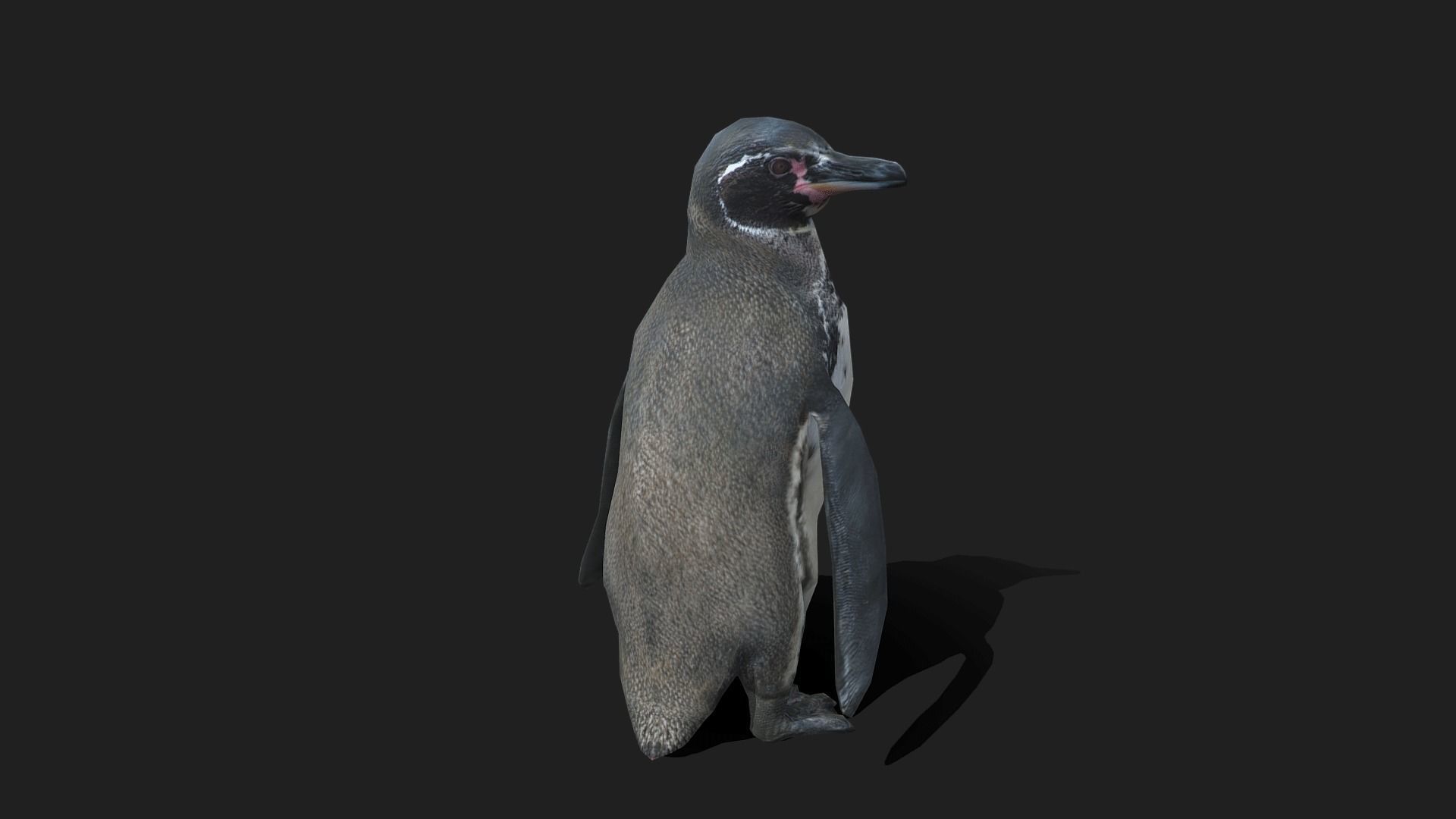 Galapagos Penguin - Animated Low-poly 3D model_7