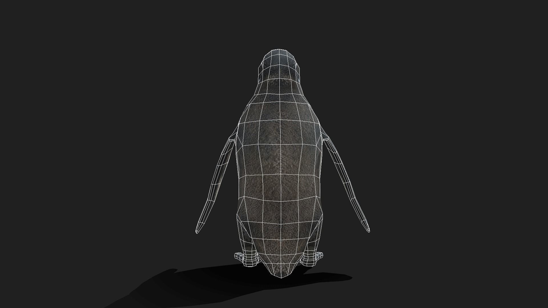 Galapagos Penguin - Animated Low-poly 3D model_16