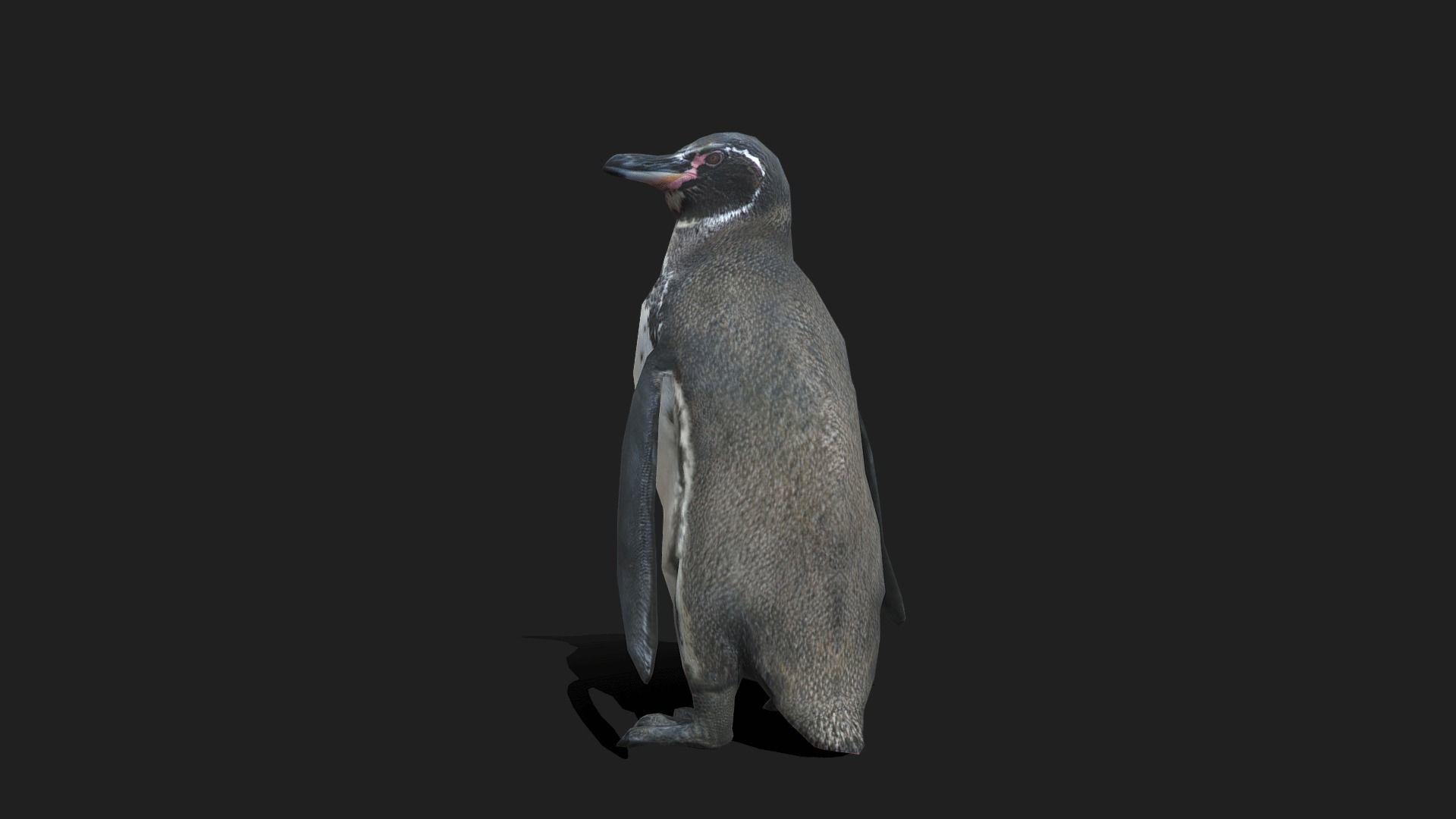 Galapagos Penguin - Animated Low-poly 3D model_9