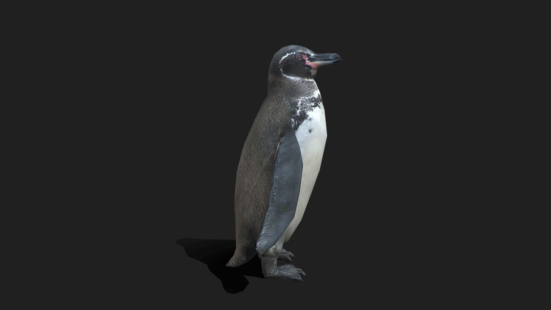 Galapagos Penguin - Animated Low-poly 3D model_19