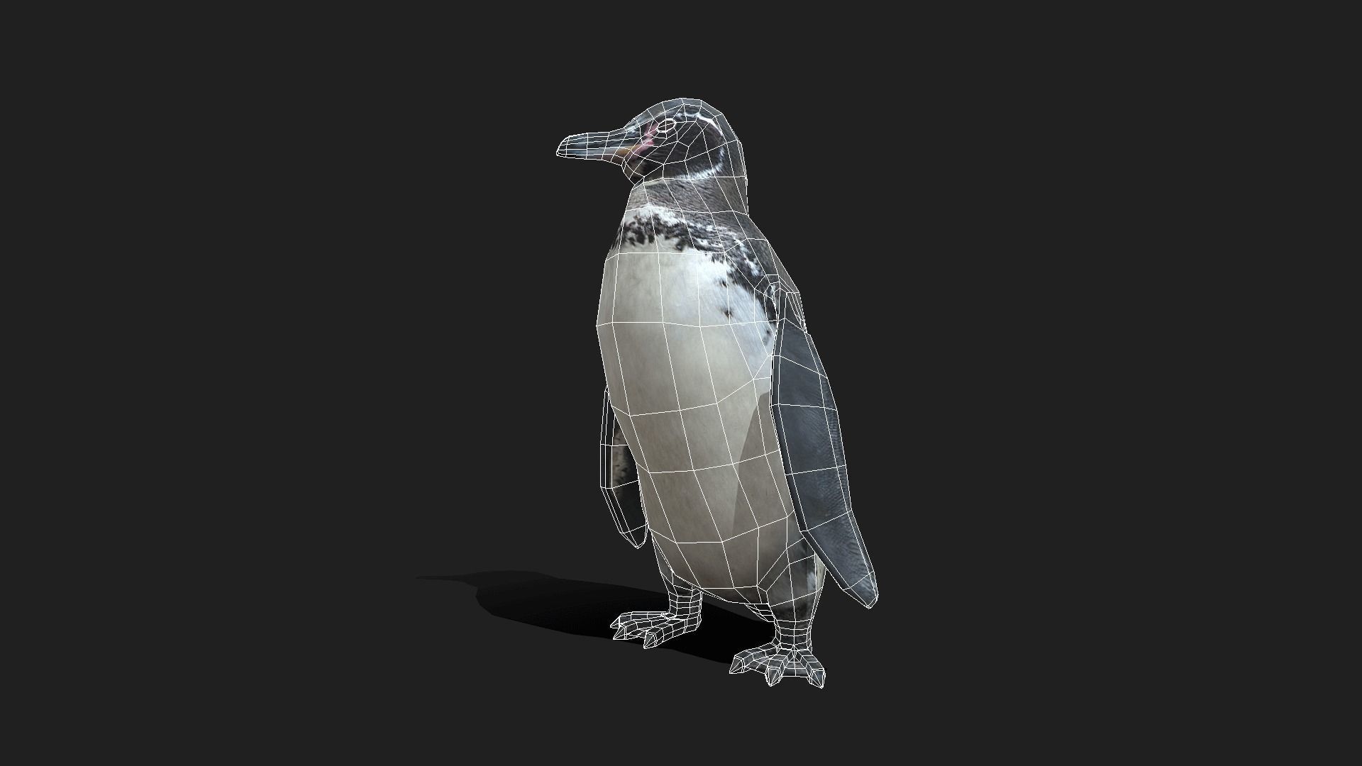 Galapagos Penguin - Animated Low-poly 3D model_5