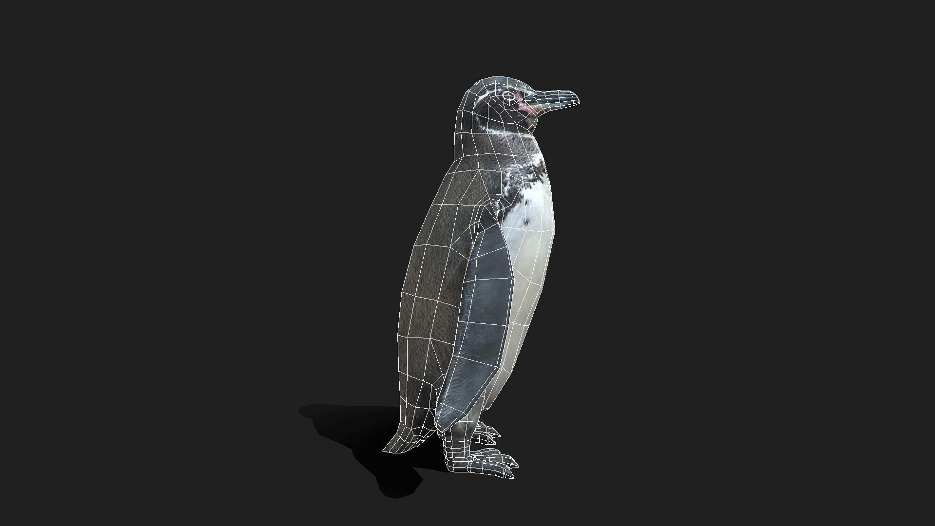 Galapagos Penguin - Animated Low-poly 3D model_18