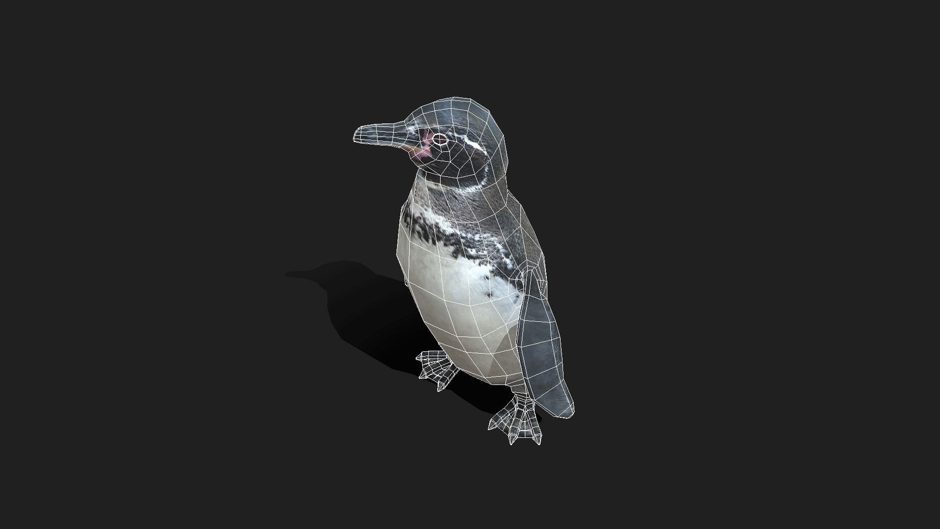 Galapagos Penguin - Animated Low-poly 3D model_12