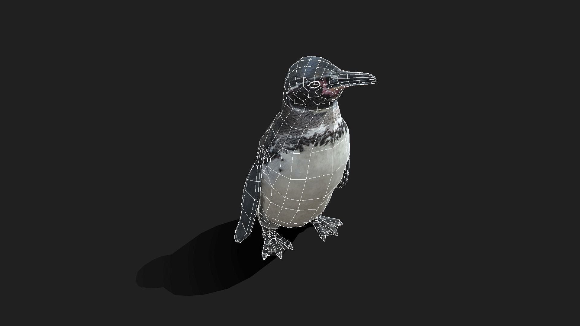 Galapagos Penguin - Animated Low-poly 3D model_10