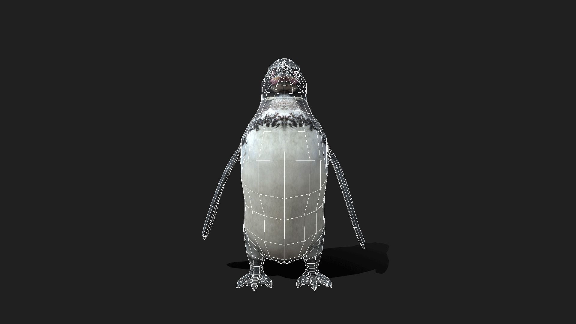 Galapagos Penguin - Animated Low-poly 3D model_20