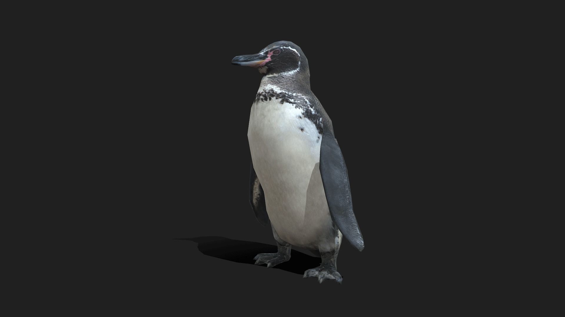Galapagos Penguin - Animated Low-poly 3D model_4