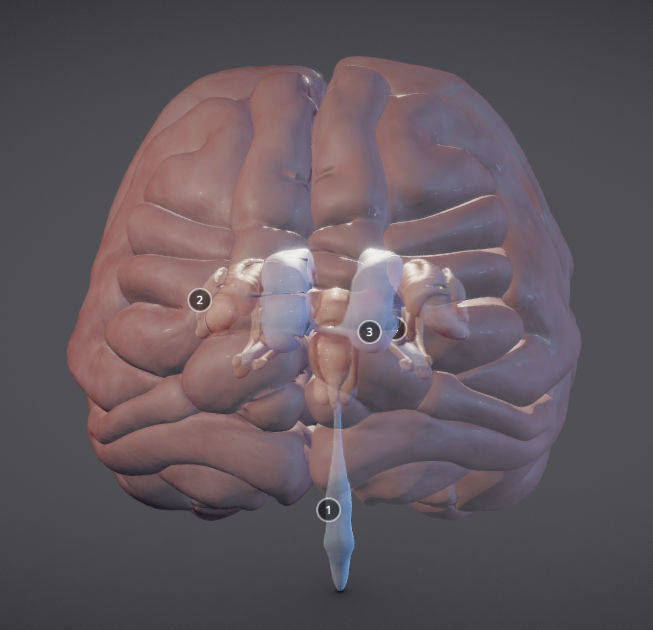 The Brain and brain nuclei Low-poly 3D model_1