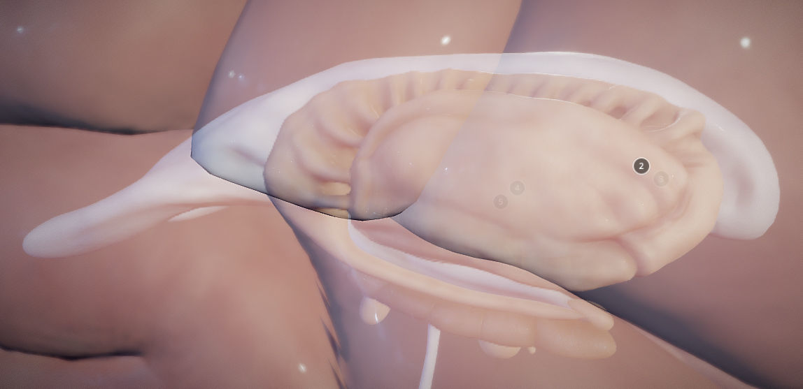 The Brain and brain nuclei Low-poly 3D model_12