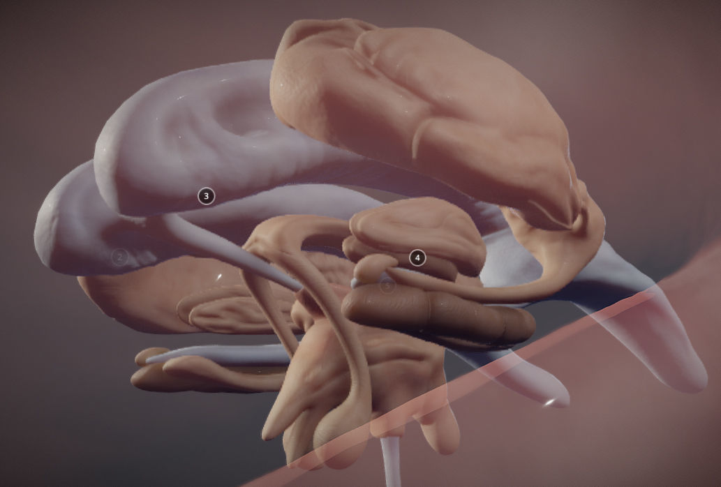 The Brain and brain nuclei Low-poly 3D model_14