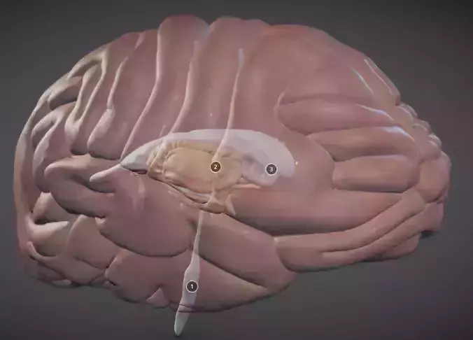 The Brain and brain nuclei Low-poly 3D model