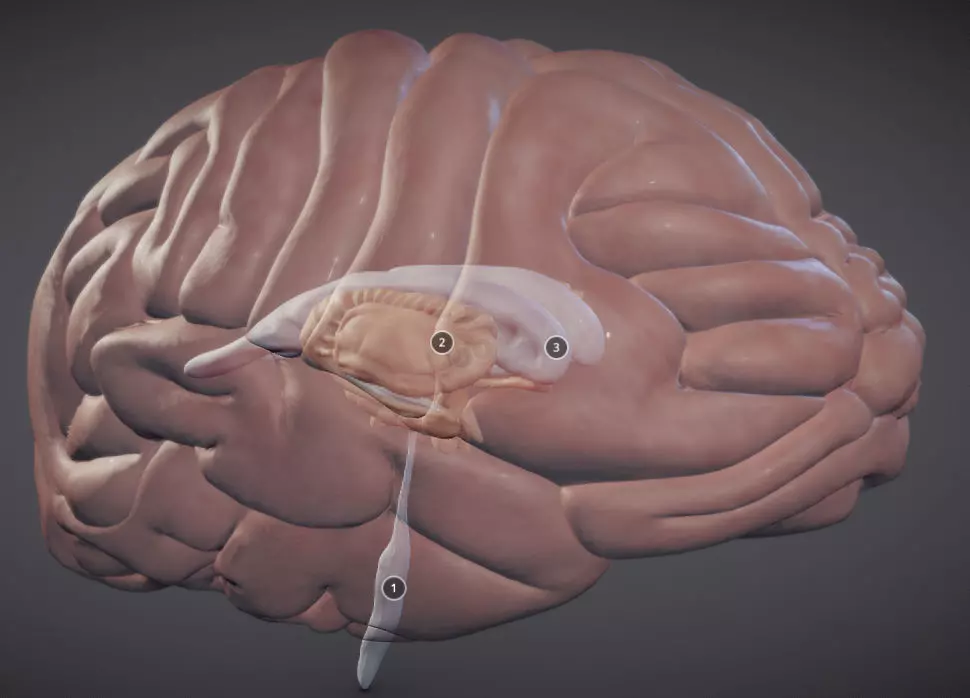 The Brain and brain nuclei Low-poly 3D model_0