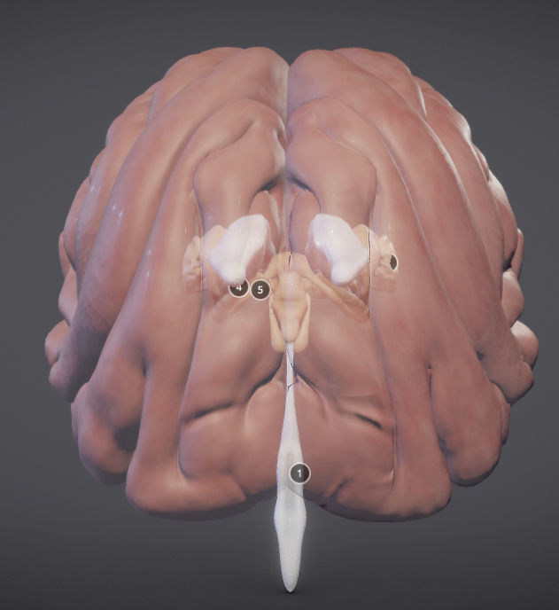 The Brain and brain nuclei Low-poly 3D model_2