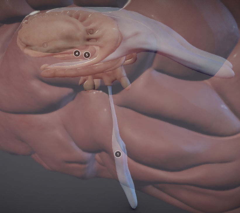 The Brain and brain nuclei Low-poly 3D model_8