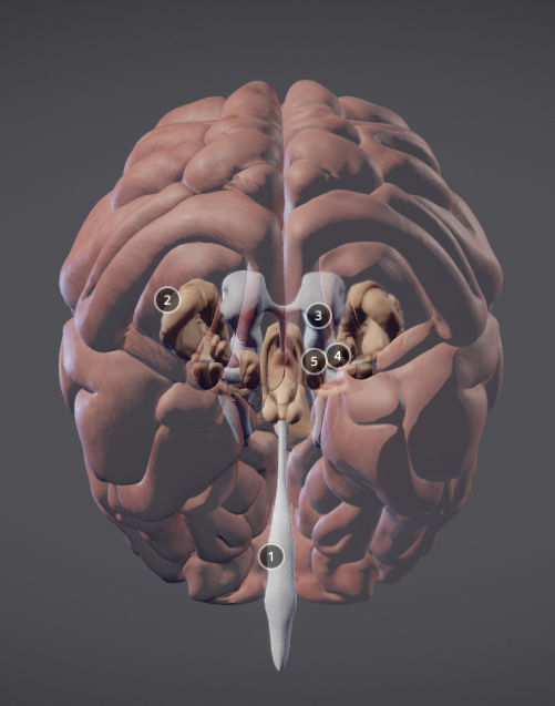 The Brain and brain nuclei Low-poly 3D model_6