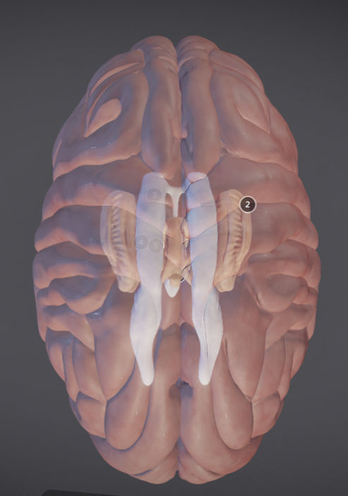 The Brain and brain nuclei Low-poly 3D model_4