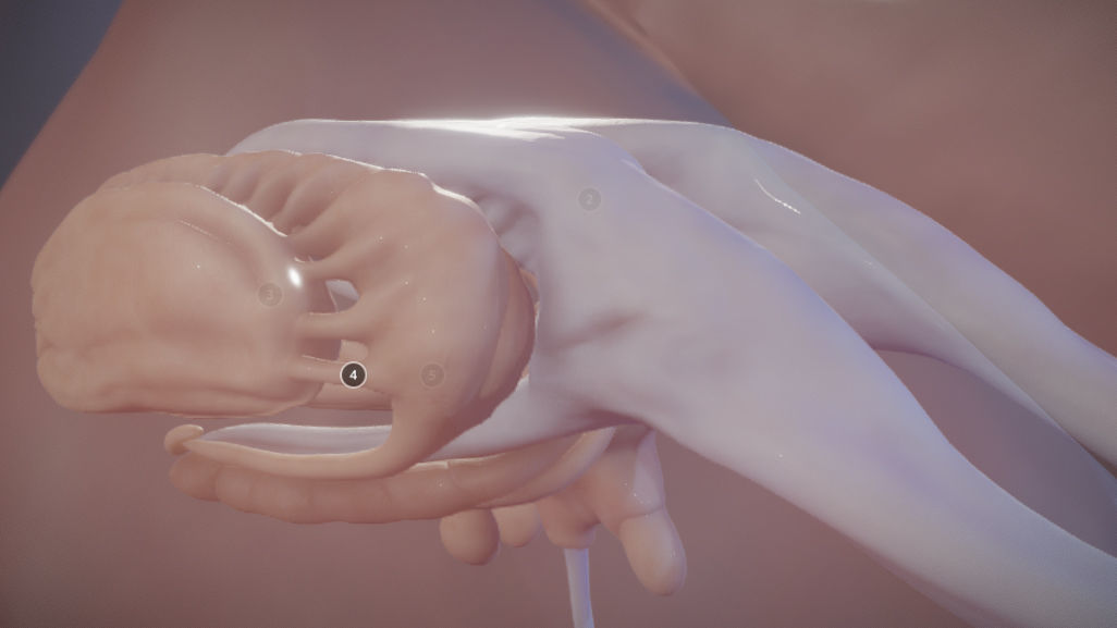 The Brain and brain nuclei Low-poly 3D model_13