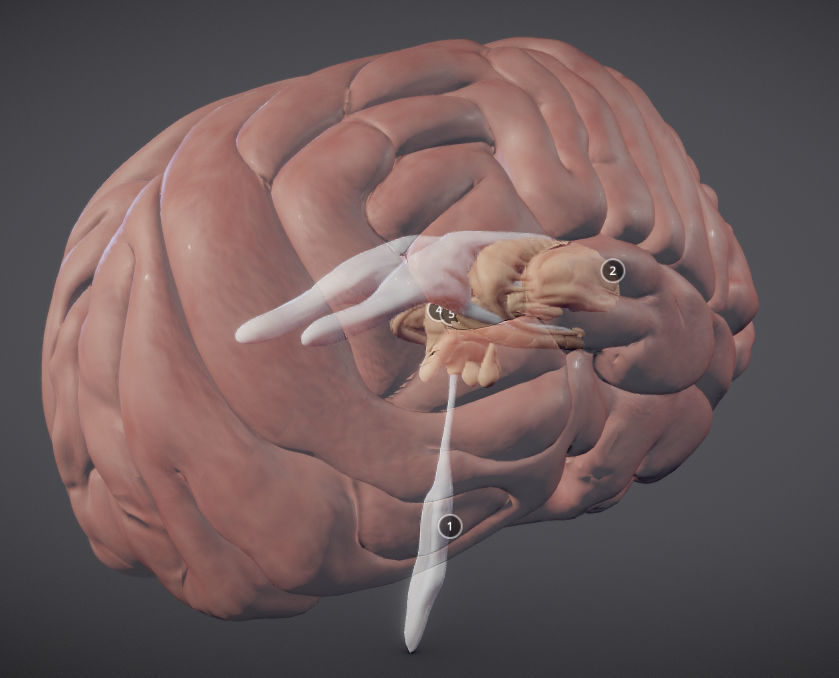 The Brain and brain nuclei Low-poly 3D model_3