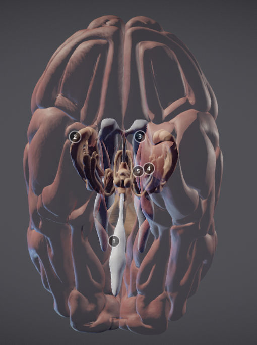 The Brain and brain nuclei Low-poly 3D model_5