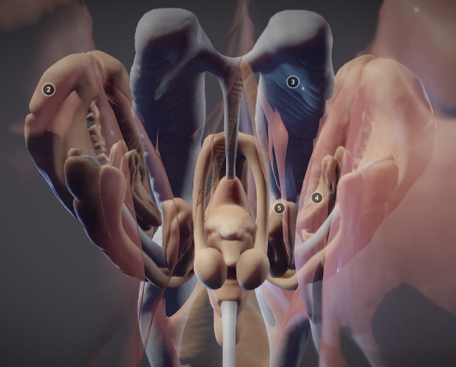 The Brain and brain nuclei Low-poly 3D model_15