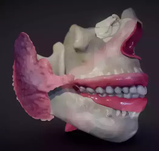 Teeth Pharynx Salivary glands Low-poly 3D model