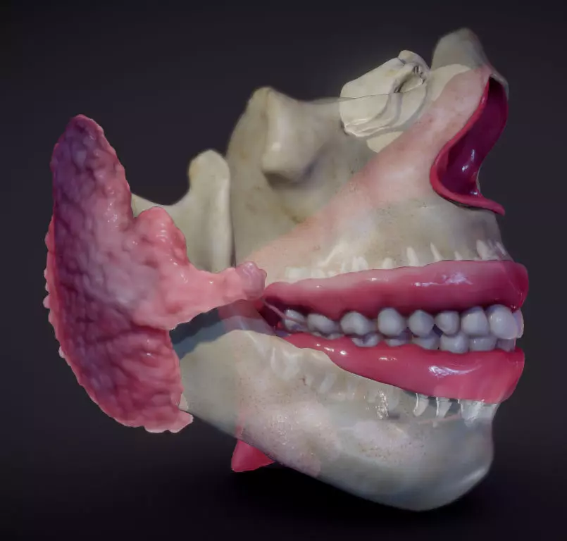 Teeth Pharynx Salivary glands Low-poly 3D model