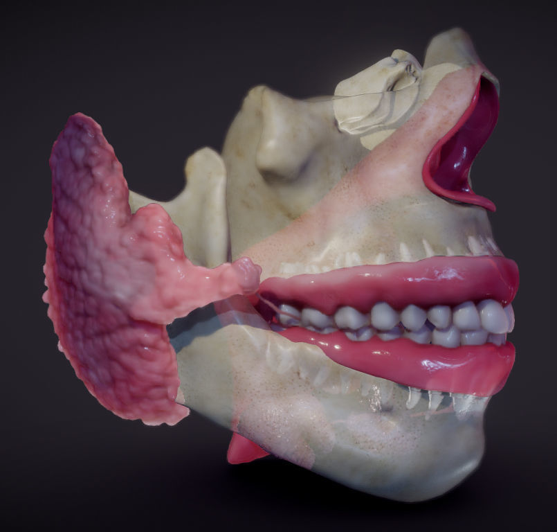 Teeth Pharynx Salivary glands