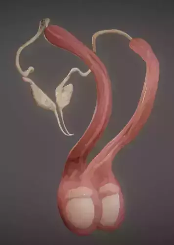 Spermatic Cord Seminal Vesicle And Testes Low-poly 3D model