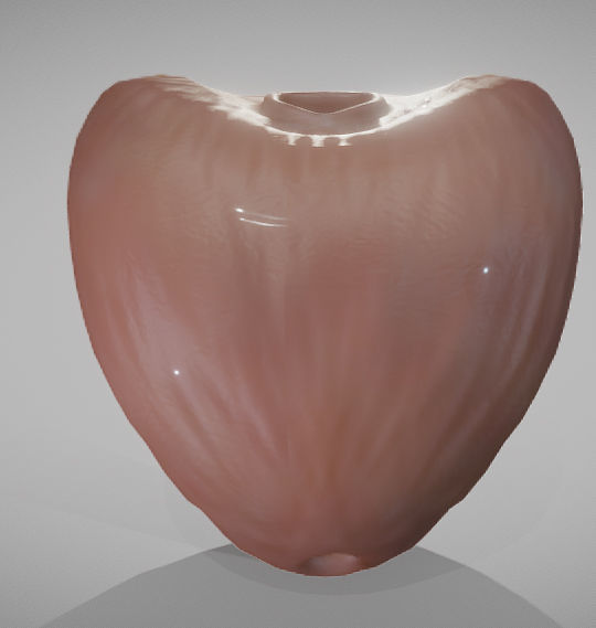 Prostate donut with hole in it Low-poly 3D model_3