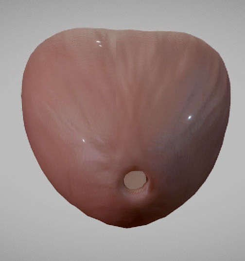 Prostate donut with hole in it Low-poly 3D model_2