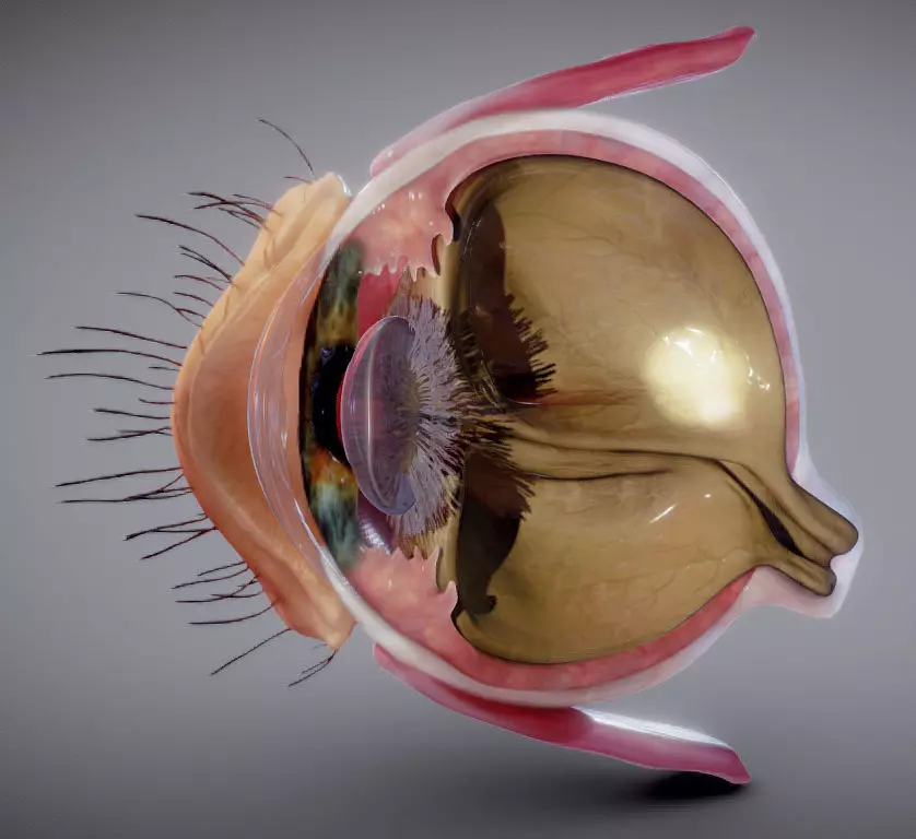 Eye Cross section Low-poly 3D model