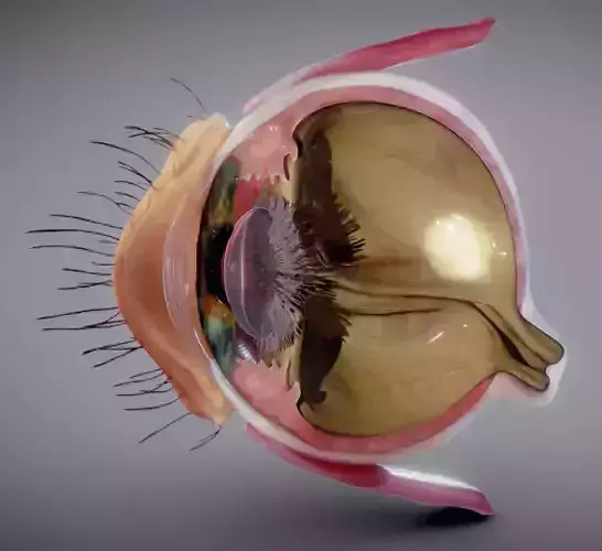 Eye Cross section