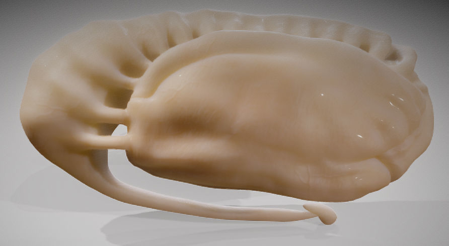 Caudate Putamen Low-poly 3D model_4