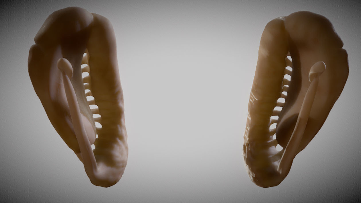 Caudate Putamen Low-poly 3D model_2