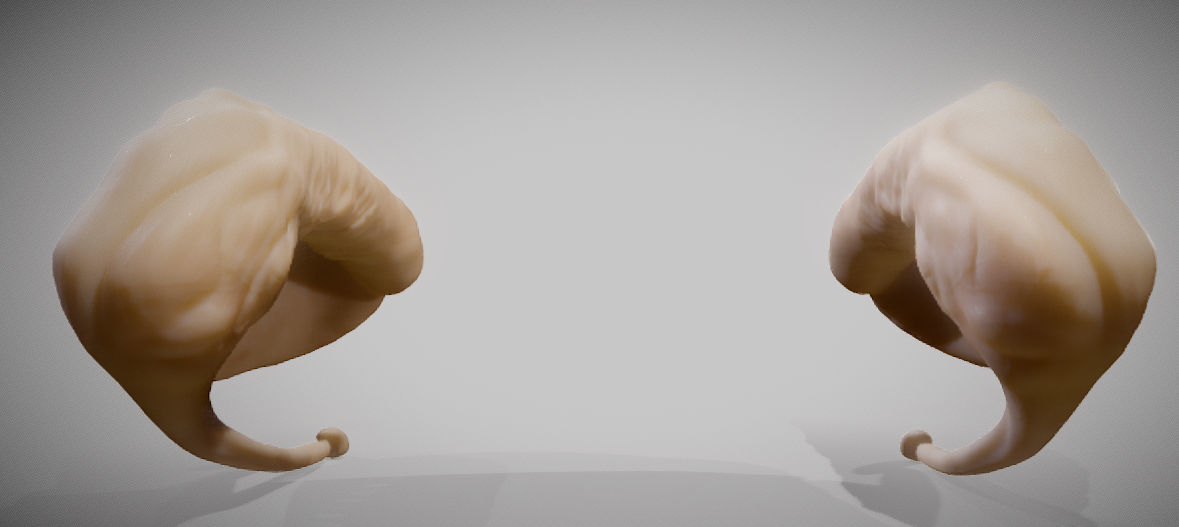 Caudate Putamen Low-poly 3D model_8