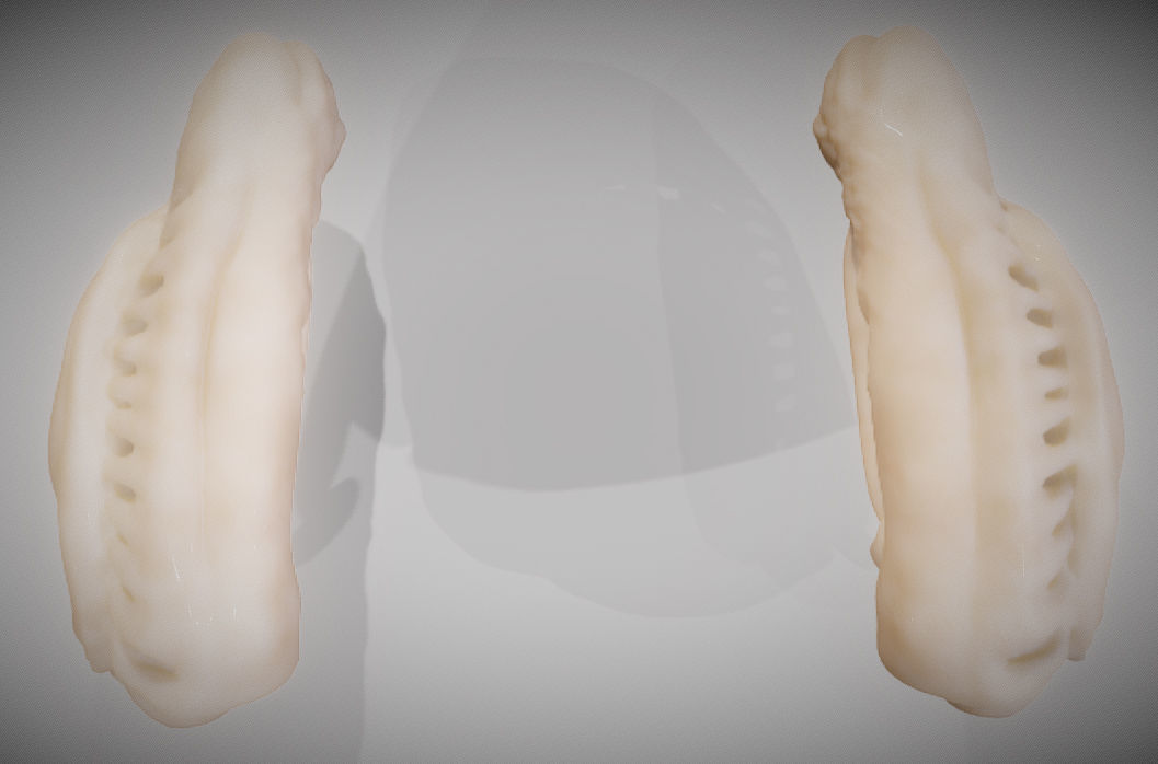 Caudate Putamen Low-poly 3D model_3