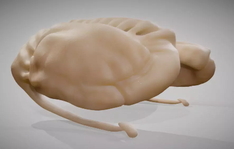 Caudate Putamen Low-poly 3D model_0