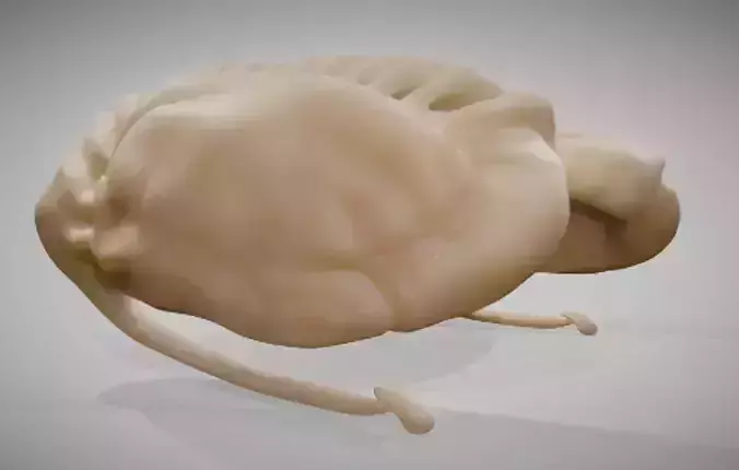 Caudate Putamen Low-poly 3D model