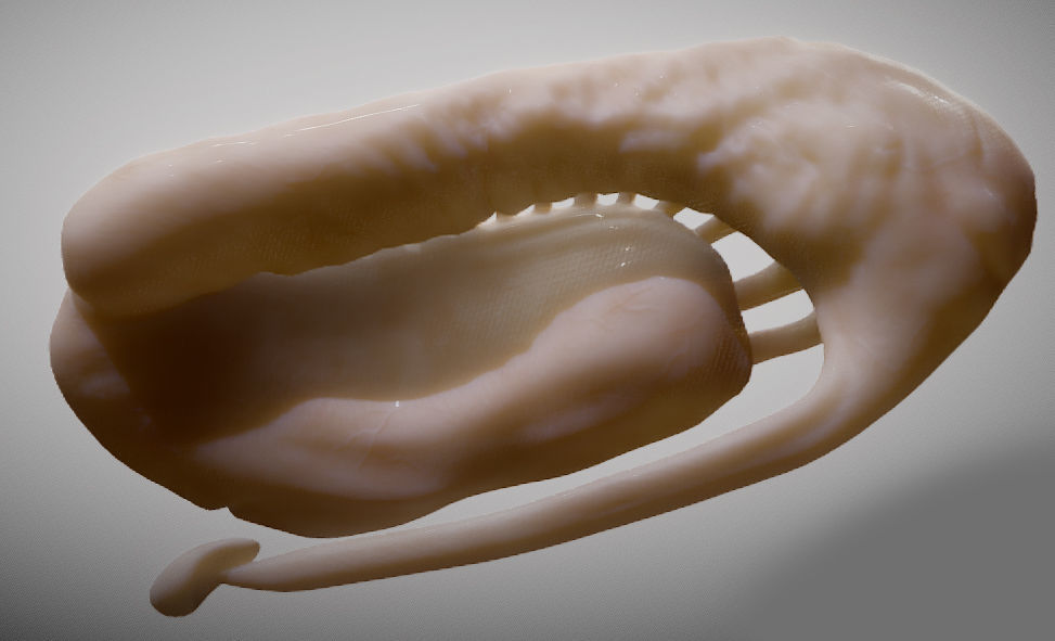 Caudate Putamen Low-poly 3D model_6