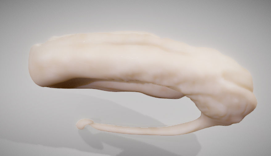 Caudate Putamen Low-poly 3D model_5