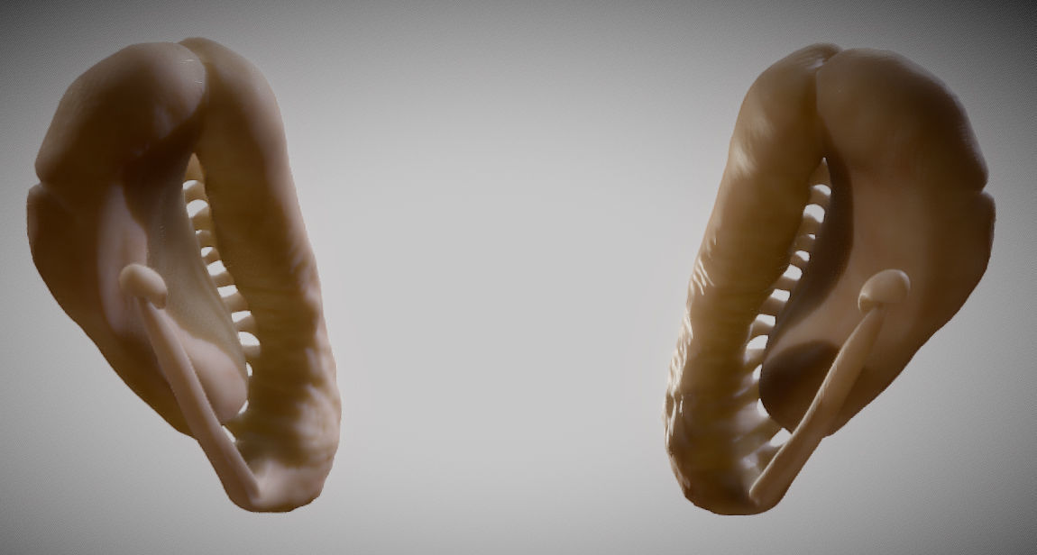 Caudate Putamen Low-poly 3D model_7