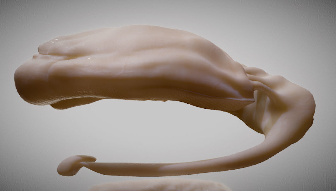 Caudate Putamen Low-poly 3D model_9