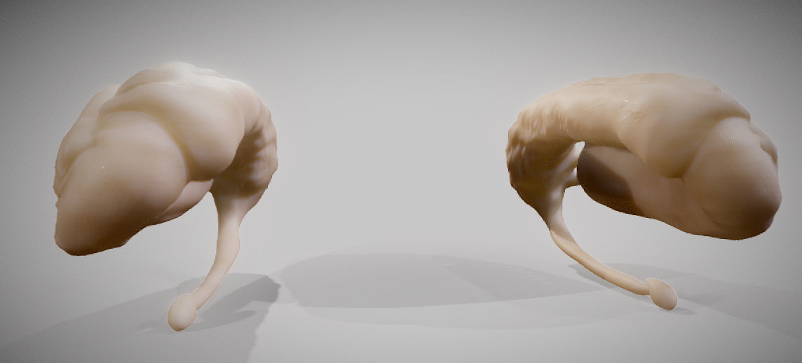 Caudate Putamen Low-poly 3D model_1