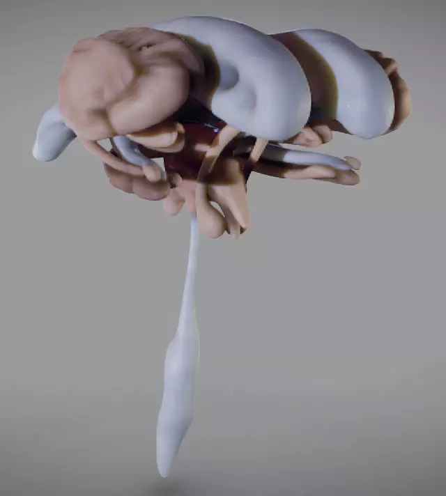 Ventricles and brain nuclei Low-poly 3D model